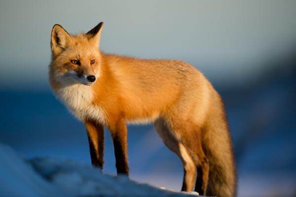 Red fox on snow