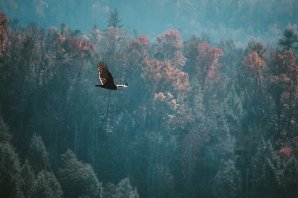 A large bird flying