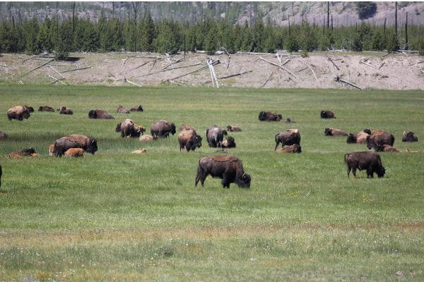 Bison-all-over-the-park-in-Yellowstone