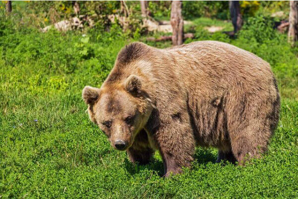 Grizzly bear on meadows