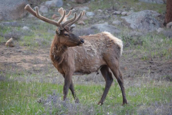 Bull Elk in Rocky Mountain