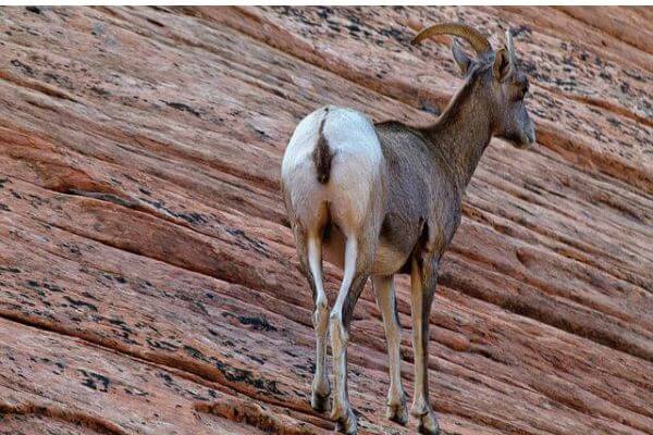 Wild life at Zion National Park