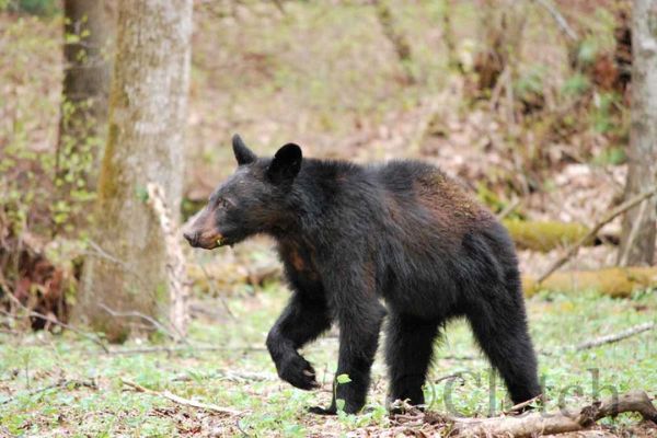 Black bear in Smoky Mountain