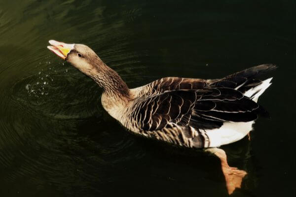 Hawaiian Goose over water