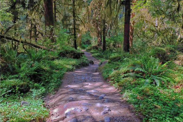 upper hoh river trail at daytime