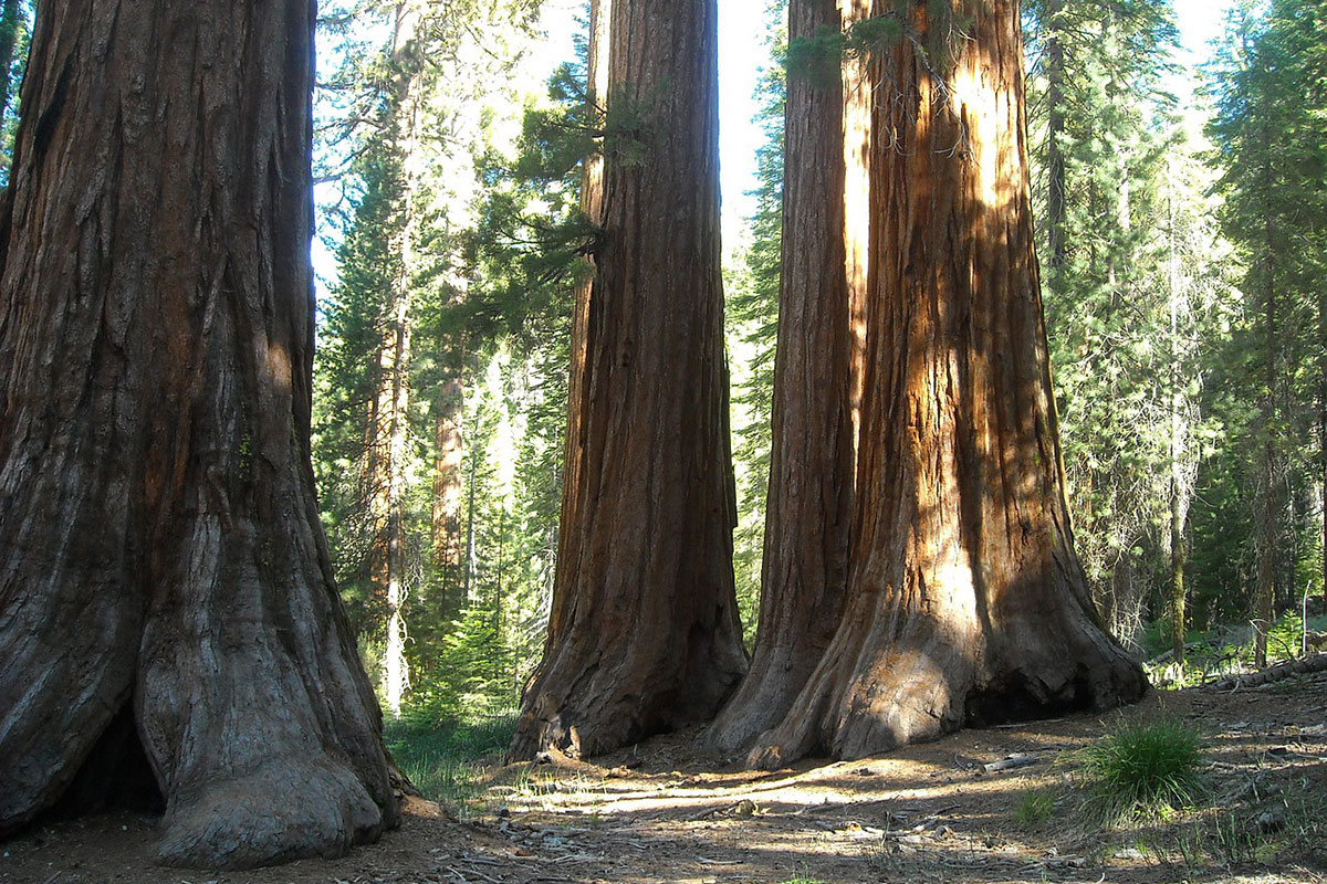 mariposa giant sequoias in yosemite