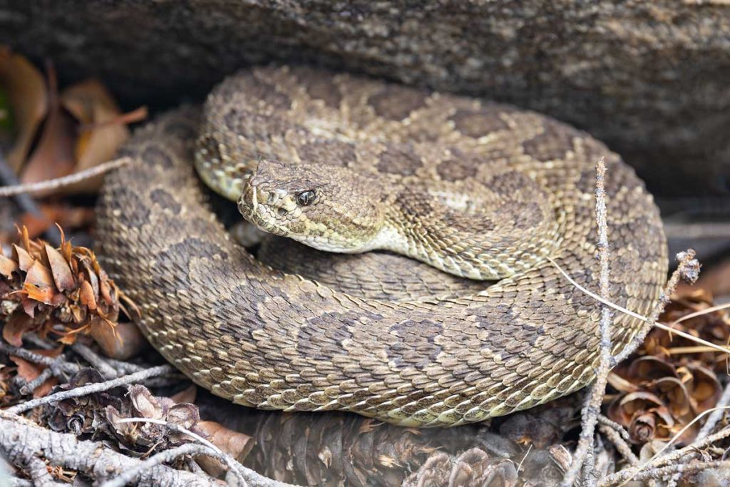 18 Facts About Wildlife in Yellowstone National Park With Pictures