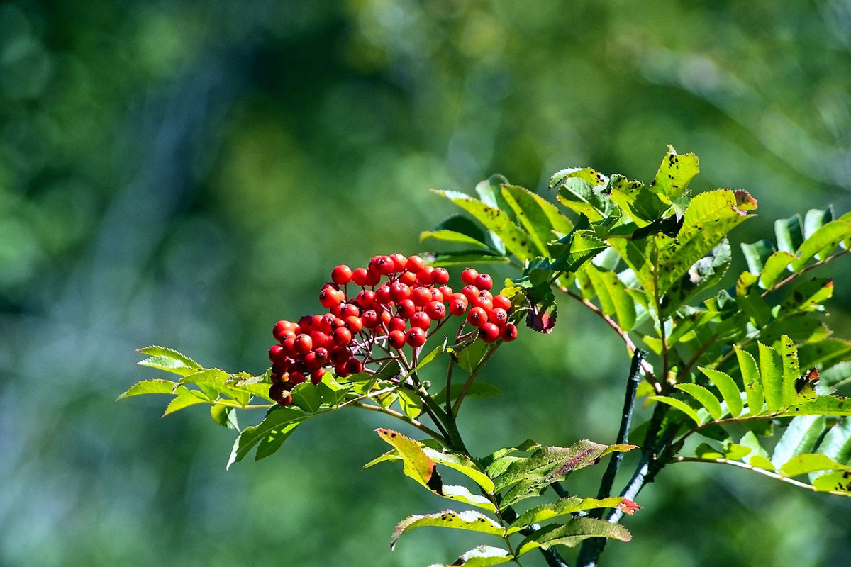 rowan berries in tetons