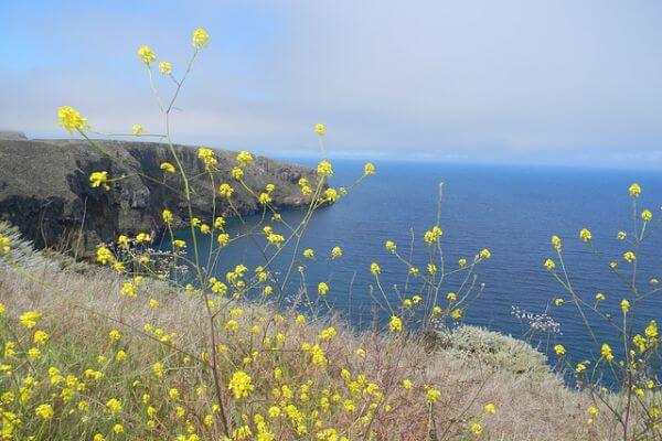 Channel Islands National Park with dainty flower