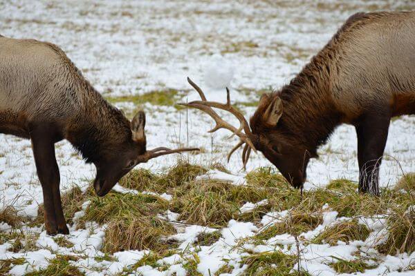 Elks at the Smokies