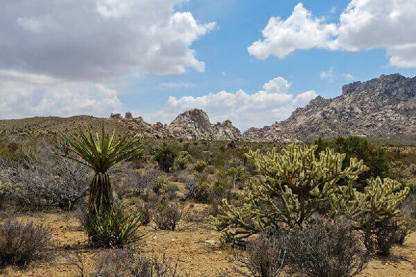 Mojave National Preserve