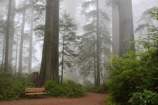 Fog in Redwood National Park Trail