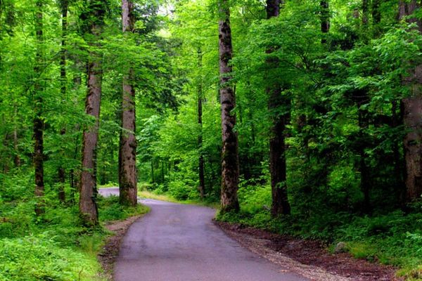 Roaring-Fork-Trails