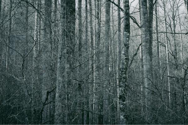 Smoky Mountains Appalachian Winter