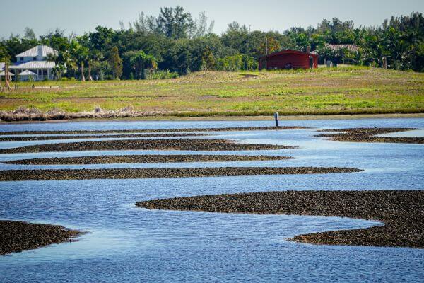 Timucuan Ecological and Historic low tide