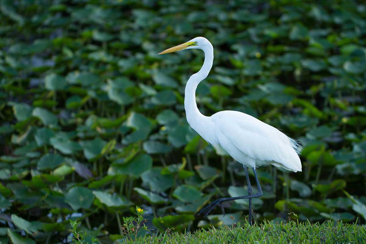 white bird everglades