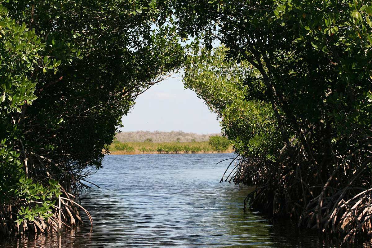 mangroves in the everglades