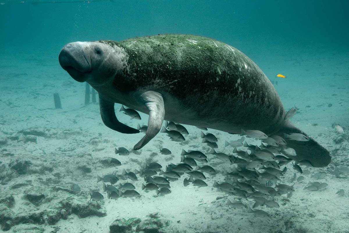 manatee underwater