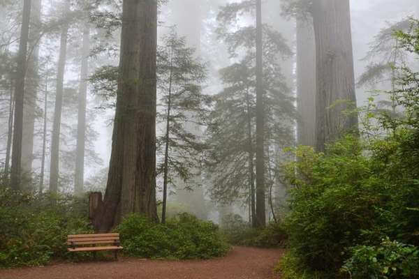 Sequoia National Park trails
