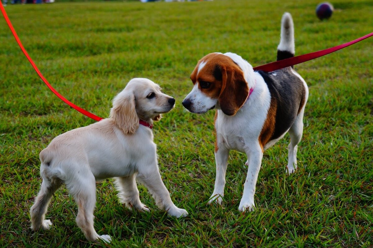two dogs on leashes stand on a patch of green grass
