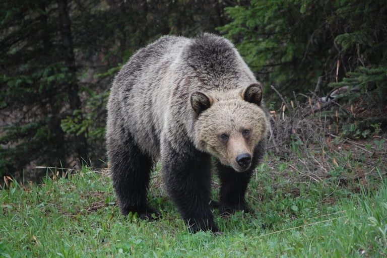 Is There Grizzly Bears In Tennessee