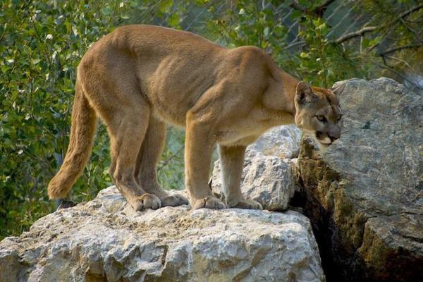 cougar on large rock
