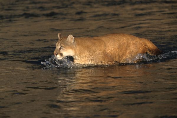 Mountain lion in water