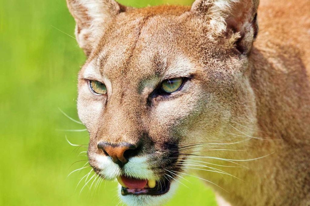 Are There Mountain Lions in the Smoky Mountains? National Parks Etc.